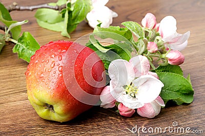 Apple flowers and ripe red apples