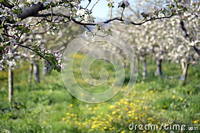 Apple orchard in spring