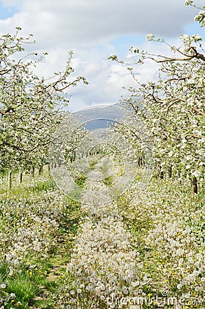 Apple orchard in spring