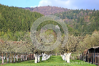 Apple orchard in spring