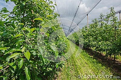 Apple plantation with the net protection