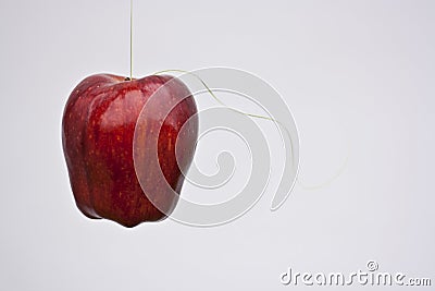 apple on a string stock image image 14048541 apple on a string stock image image 14048541