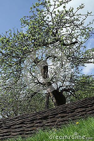 Apple tree