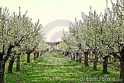 Apple trees