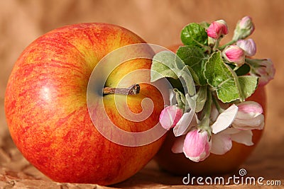 Apples and flowers