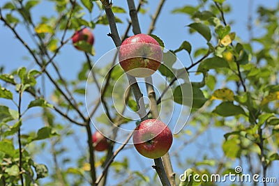 Apples in the garden