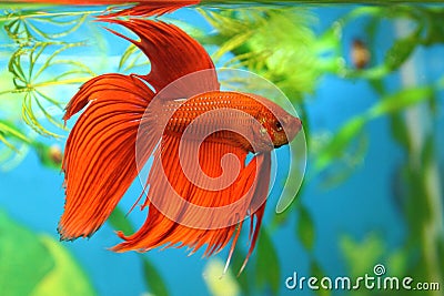 Aquarian fish Betta splendens