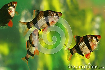 Aquarium fish Capoeta Tetrazona