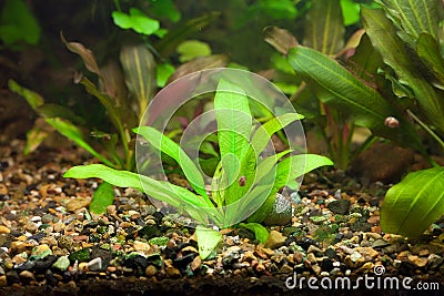 Aquarium with green plants