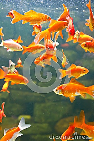 Aquarium red and gold fishes