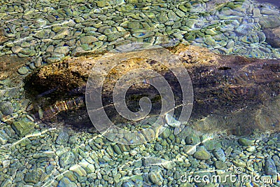 Aquarium sea water wood & stones