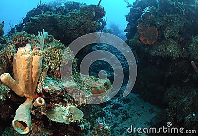 Aquatic life on coral reef