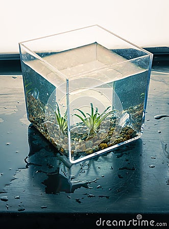 Aquatic plant in a water cube