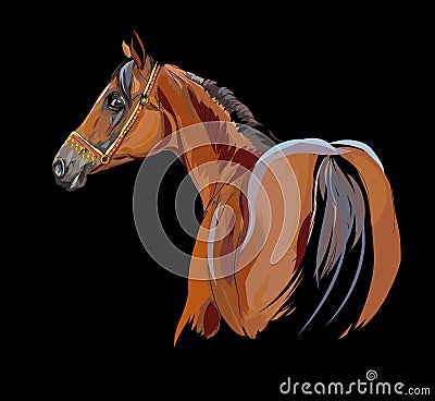 Arab horse on black illustration