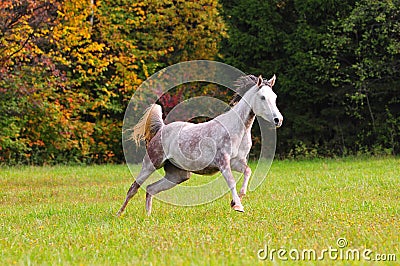 Arab horse running free in autumn field