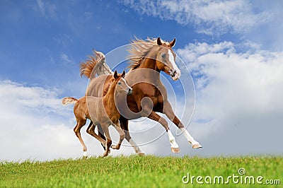 Arab mare with foal running isolated on the field