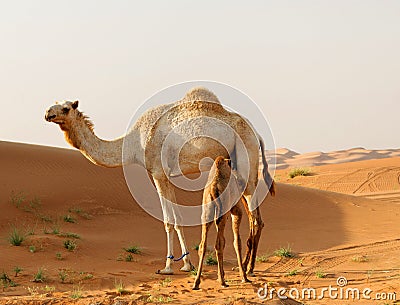 Arabian Camel And Calf Royalty Free Stock Ph