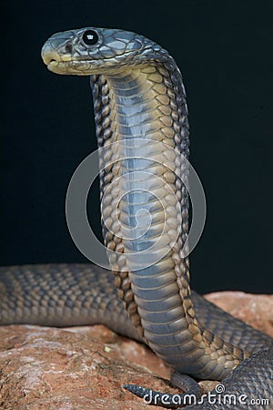 Arabian cobra / Naja arabica