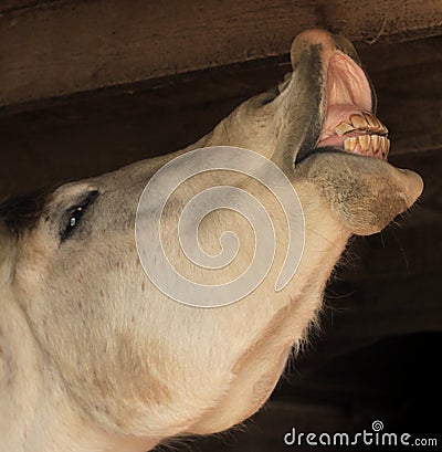 Arabian horse in barn showing teeth
