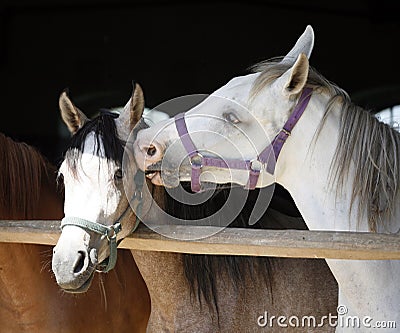 Arabian horse at the corral door