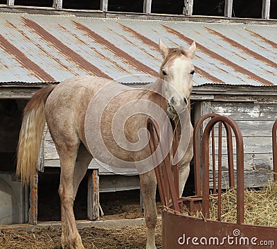Arabian horse eating hay on the farm with a barn
