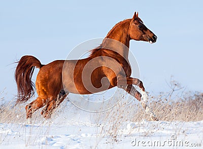 Arabian horse gallops in the winter.