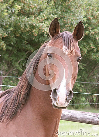 Arabian horse head and neck