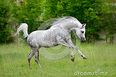 Arabian horse runs gallop on green background