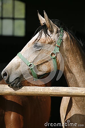 Arabian horse stallion portrait at the corral door.