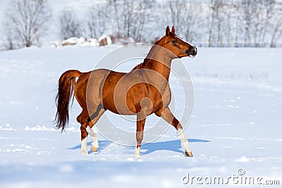 Arabian horse trot in winter.