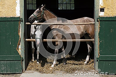 Arabian racing horses standing in the barn