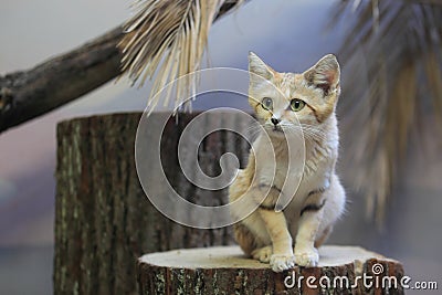 Arabian sand cat