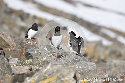 Arctic bird with ring (Little auk)