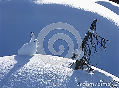 Arctic hare