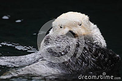 Arctic white sea otter