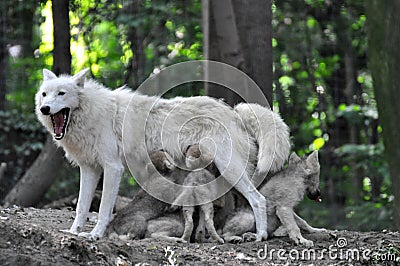 Arctic white wolf