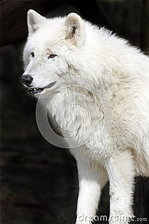 Arctic Wolf