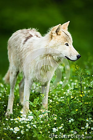 Arctic Wolf aka Polar Wolf or White Wolf