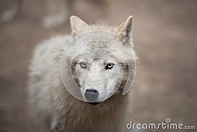 Arctic Wolf (Canis lupus arctos) aka Polar Wolf or White Wolf