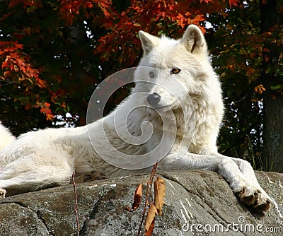 Arctic Wolf Laying on a Rock