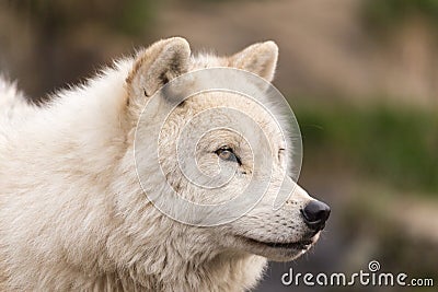 Arctic Wolf