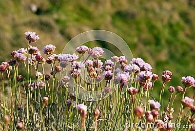 Armeria Maritima, Sea Pink or Thrift Wild flowers