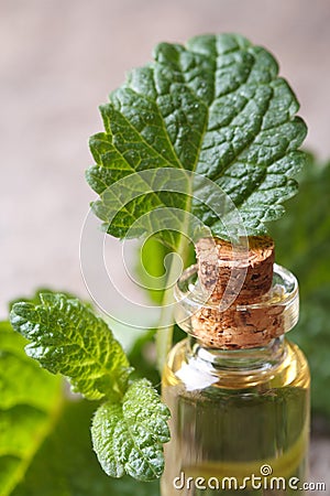 Aromatic oils of lemon balm in a glass bottle