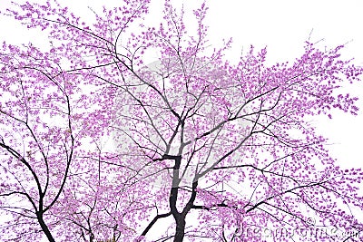 Art Cherry blossom