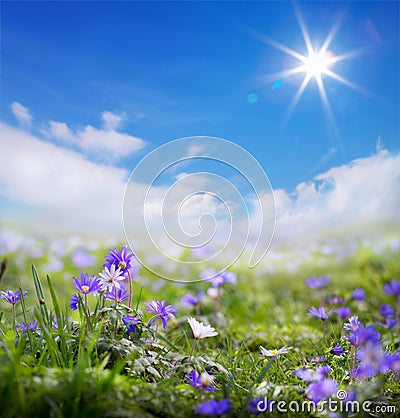 Art floral spring or summer background