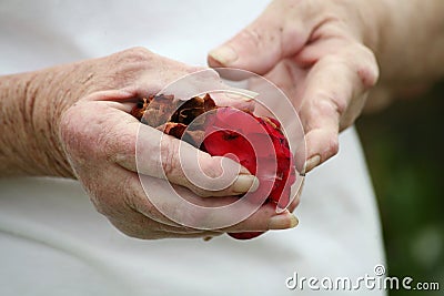 Arthritic hand holding rose petals