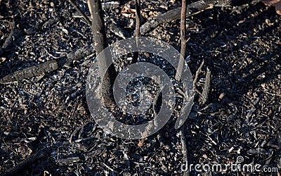 Ashes from Bush Brush Fire - Burnt Saplings