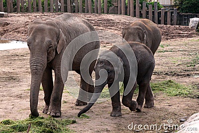 Asian, Asiatic, Indian Elephant with Baby Calf