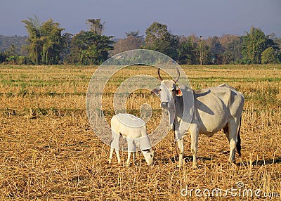 Asian cow and little calf