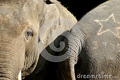 The Asian Elephant (couple)